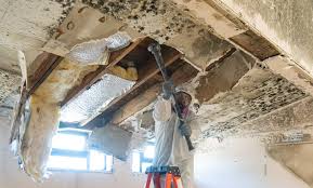 Trusted Oronoque, CT Mold Remediation Experts